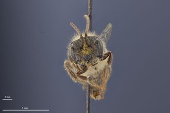 Media type: image;   Entomology 770265 Aspect: head frontal view